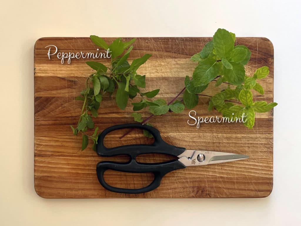 Herbs on the cutting board, ready to be trimmed with scissor. Kräuter für Tees.